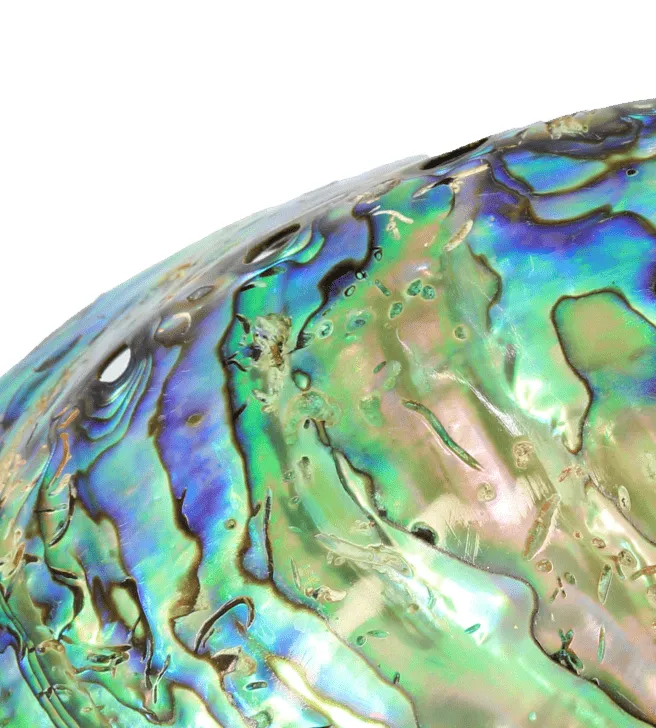 Abalone Bio brand asset featured on abalonebio.com