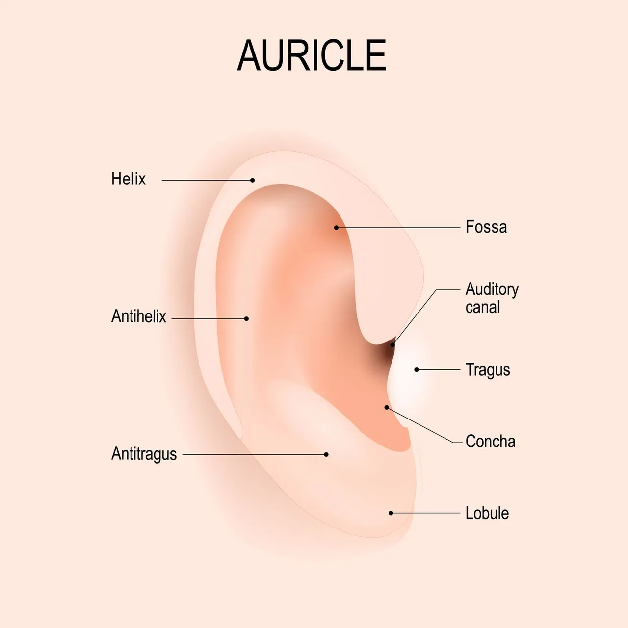 Auricle brand asset featured on verywellhealth.com