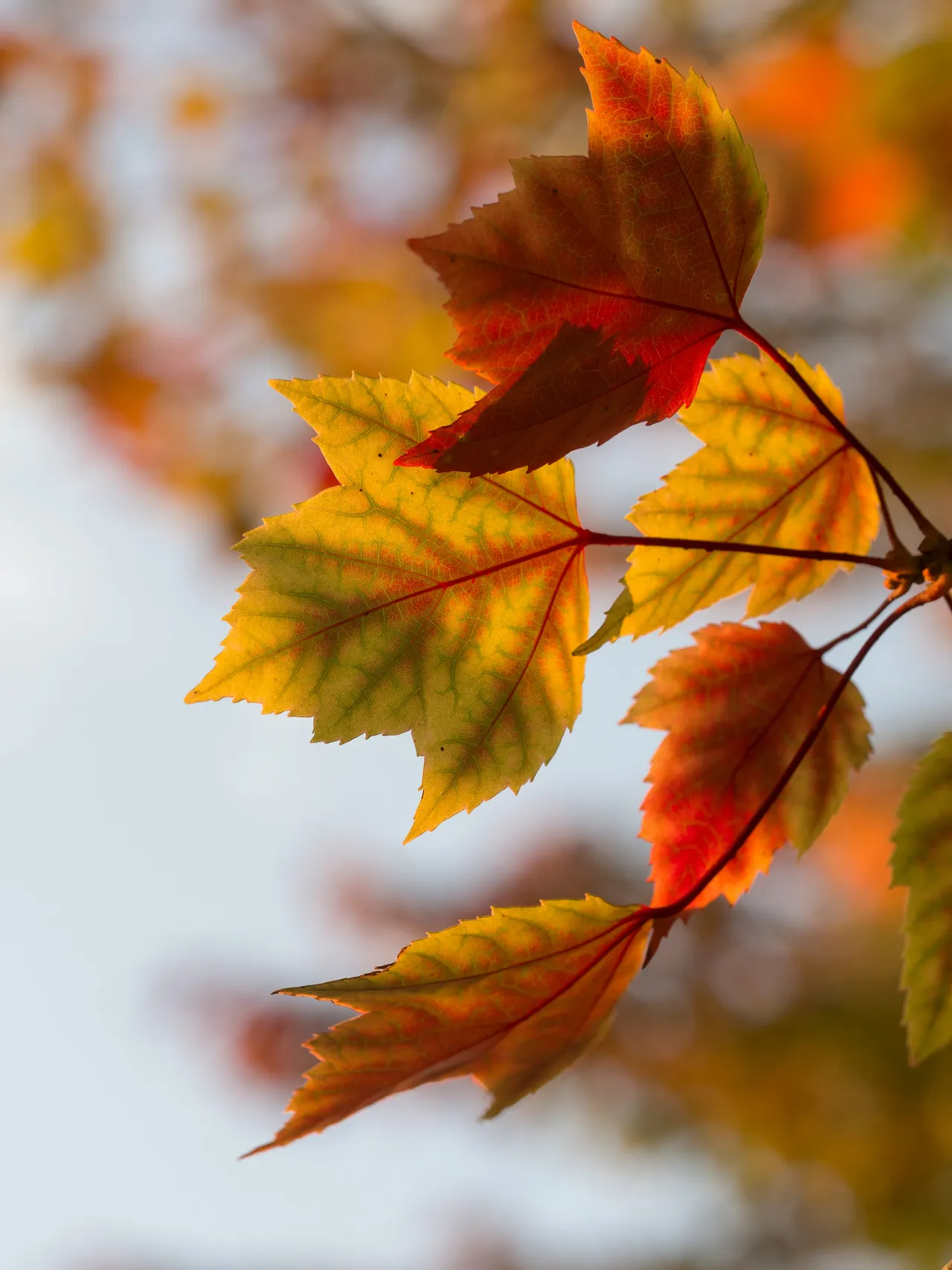 Autumn brand asset featured on useautumn.com