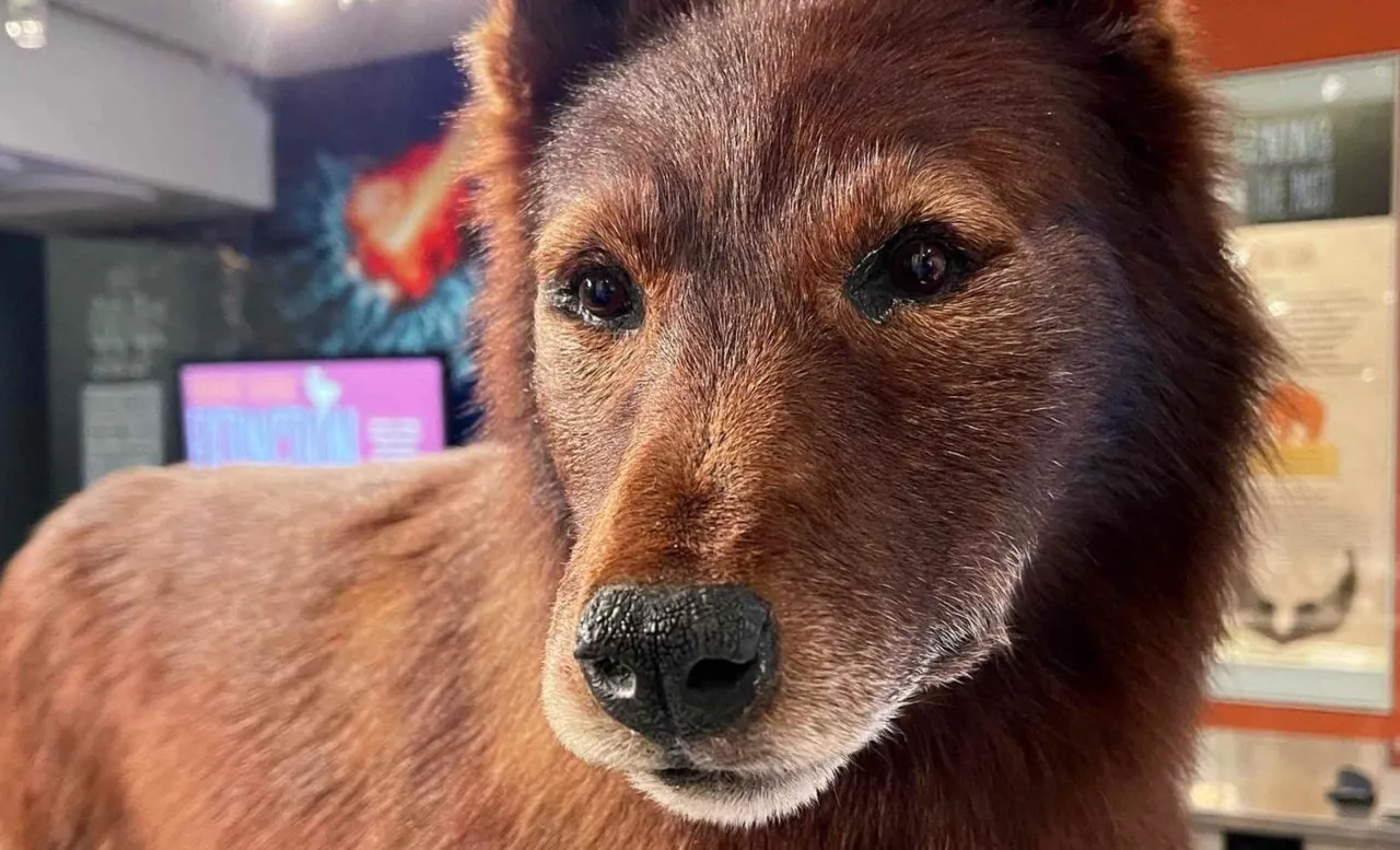 Balto brand asset featured on earth.com