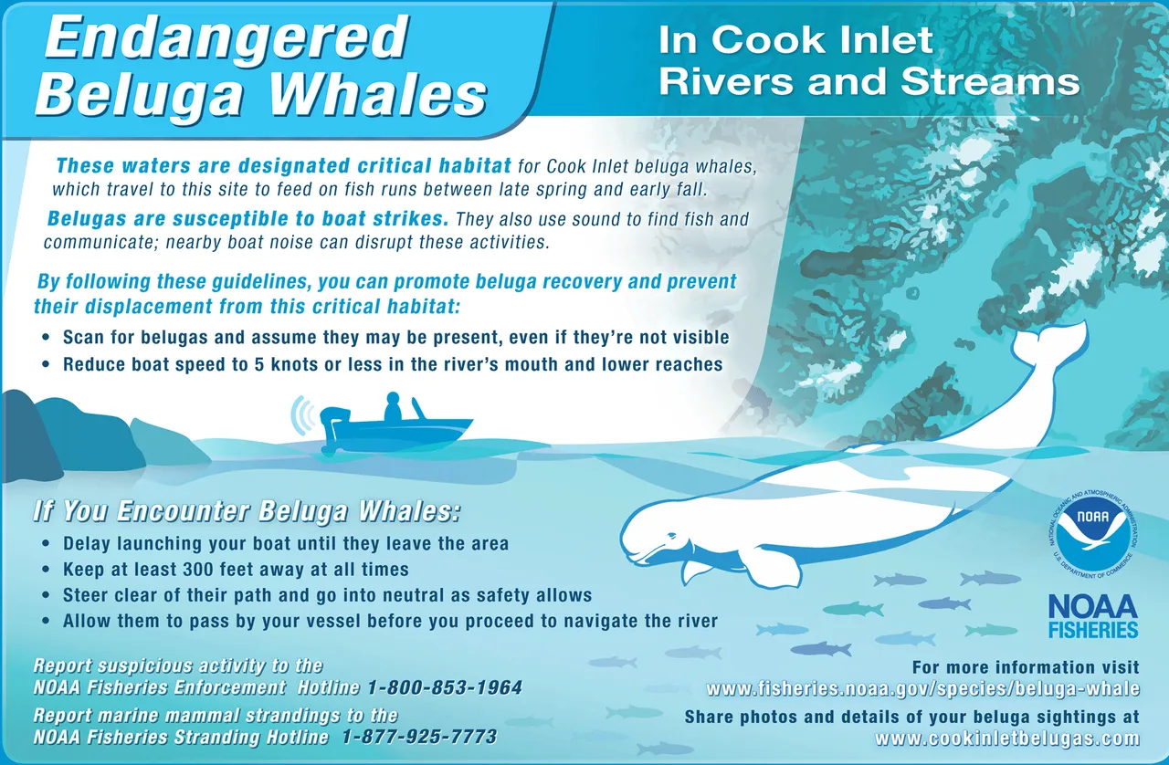 Beluga brand asset featured on fisheries.noaa.gov