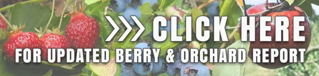 Berry brand asset featured on wdio.com