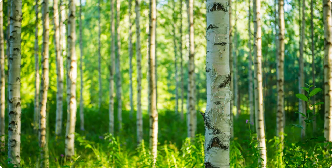 Birch Biosciences brand asset featured on birchbiosciences.com