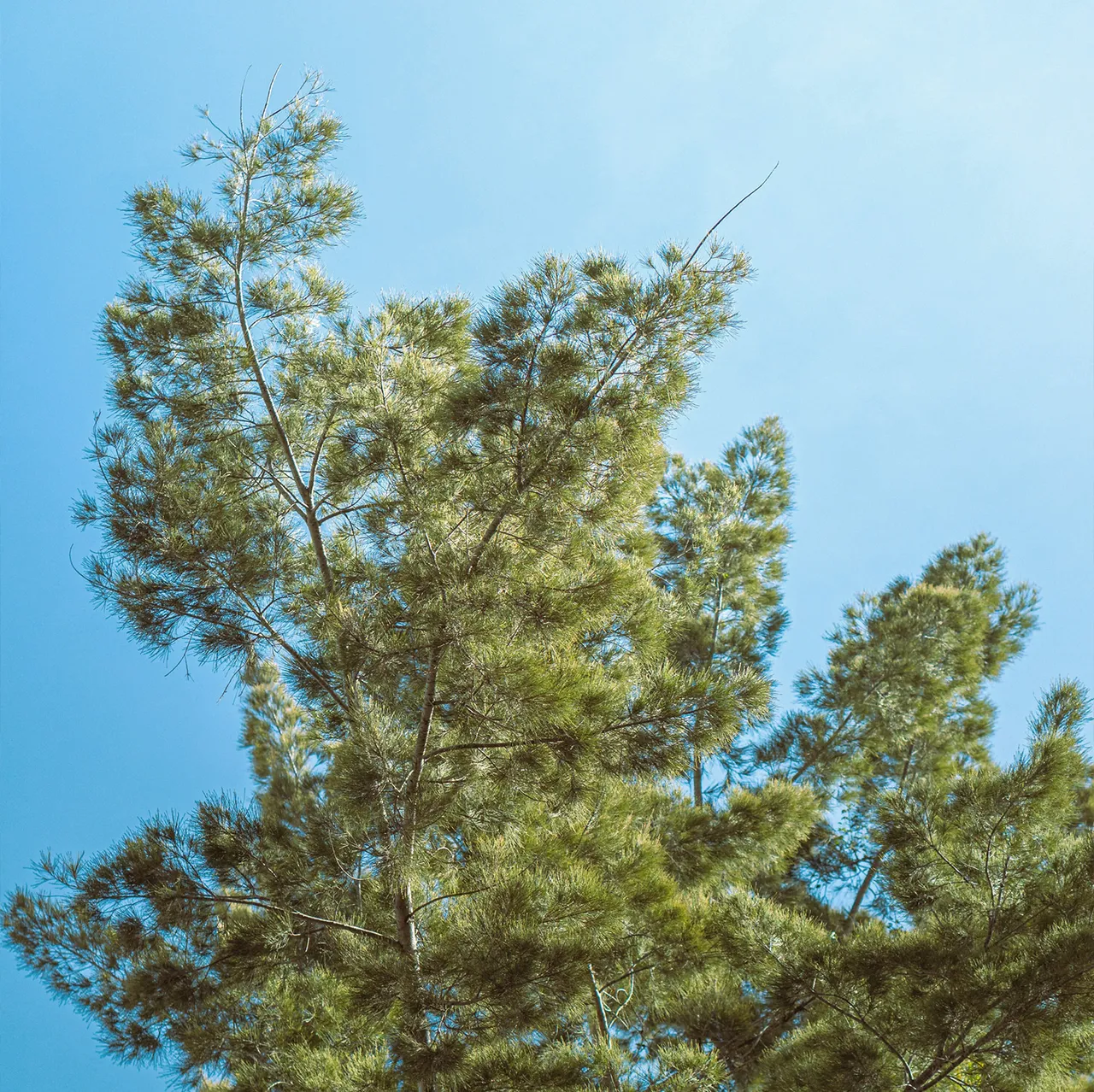 Cambium brand asset featured on cambiumcarbon.com