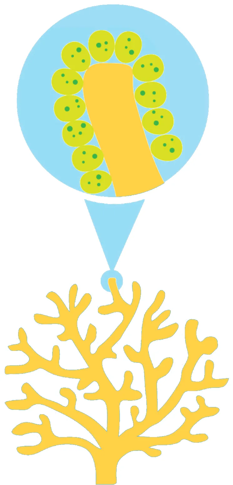 Coral Genomics brand asset featured on sangerinstitute.blog