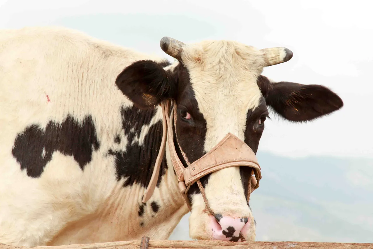Cowlar brand asset featured on dairy.cowlar.com