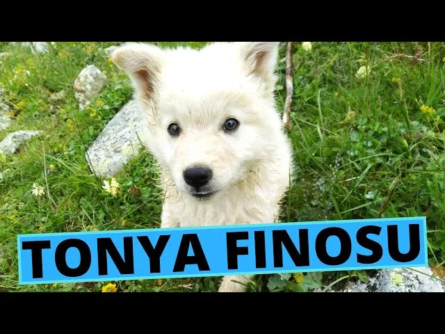 Finosu brand asset featured on youtube.com