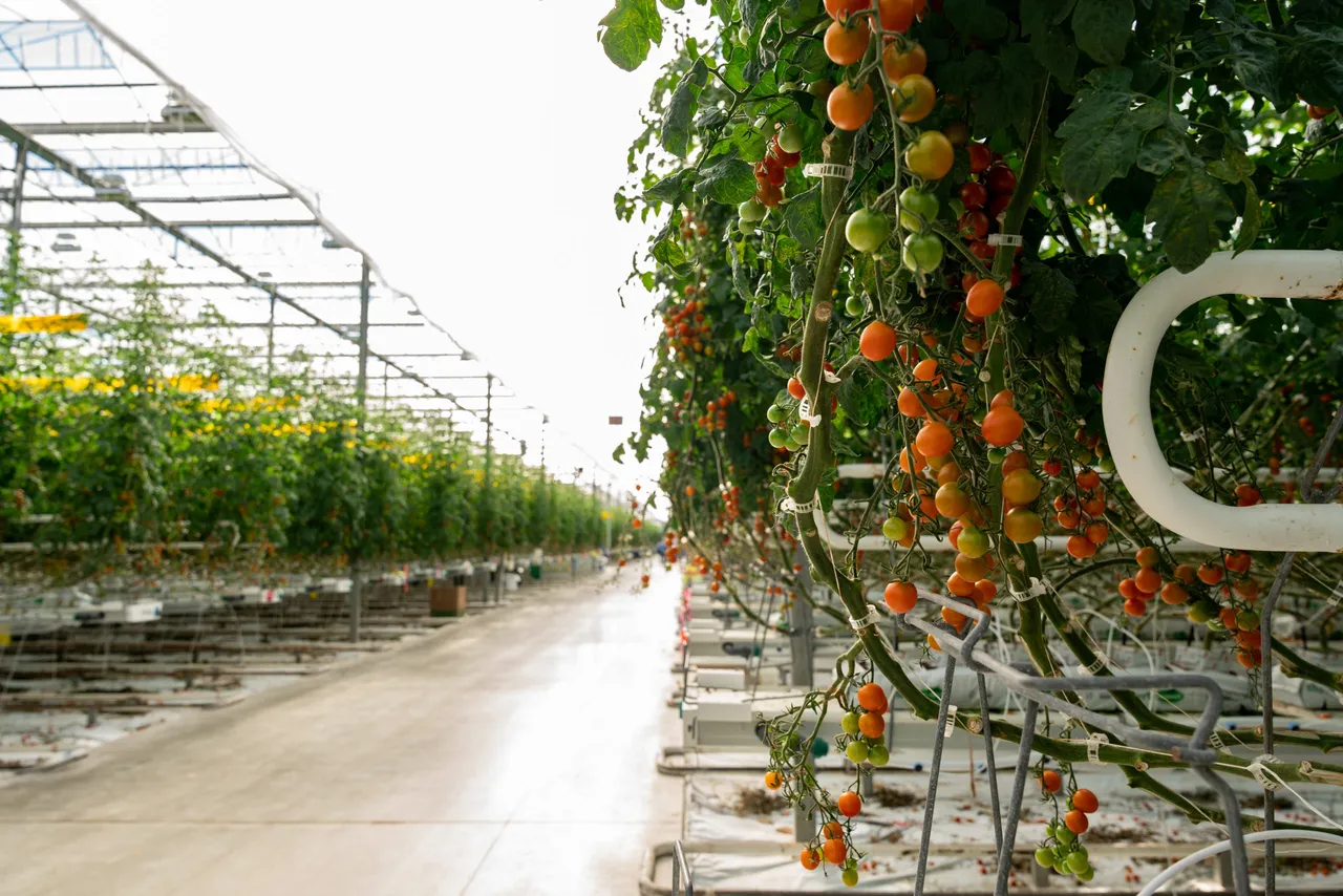 Four Growers brand asset featured on fourgrowers.com
