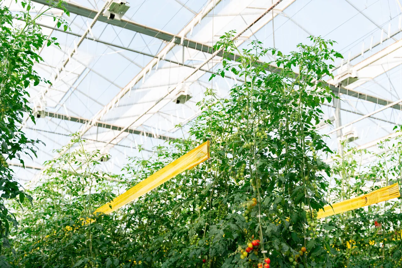 Four Growers brand asset featured on fourgrowers.com