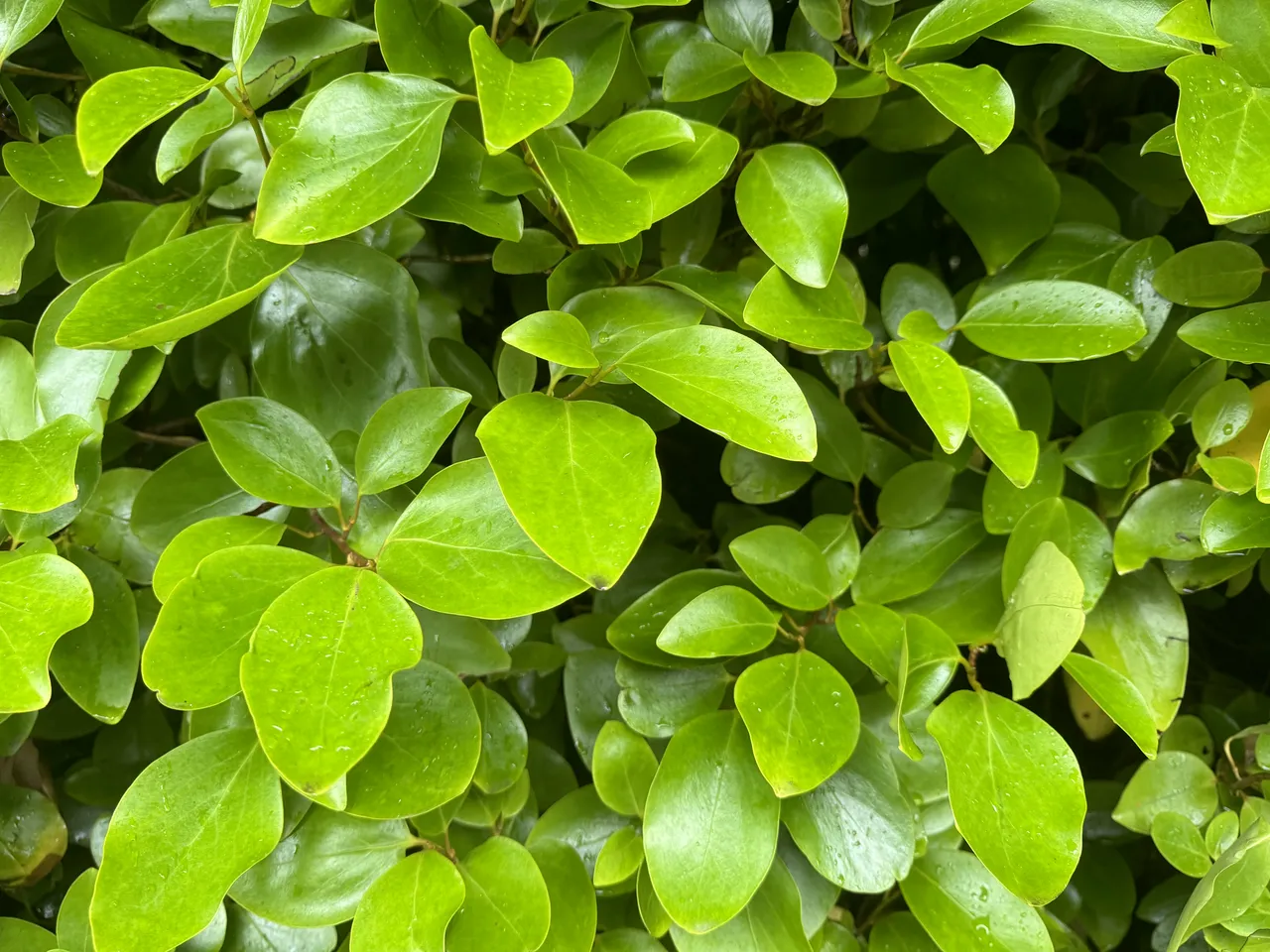 GreenTally brand asset featured on greentally.ai