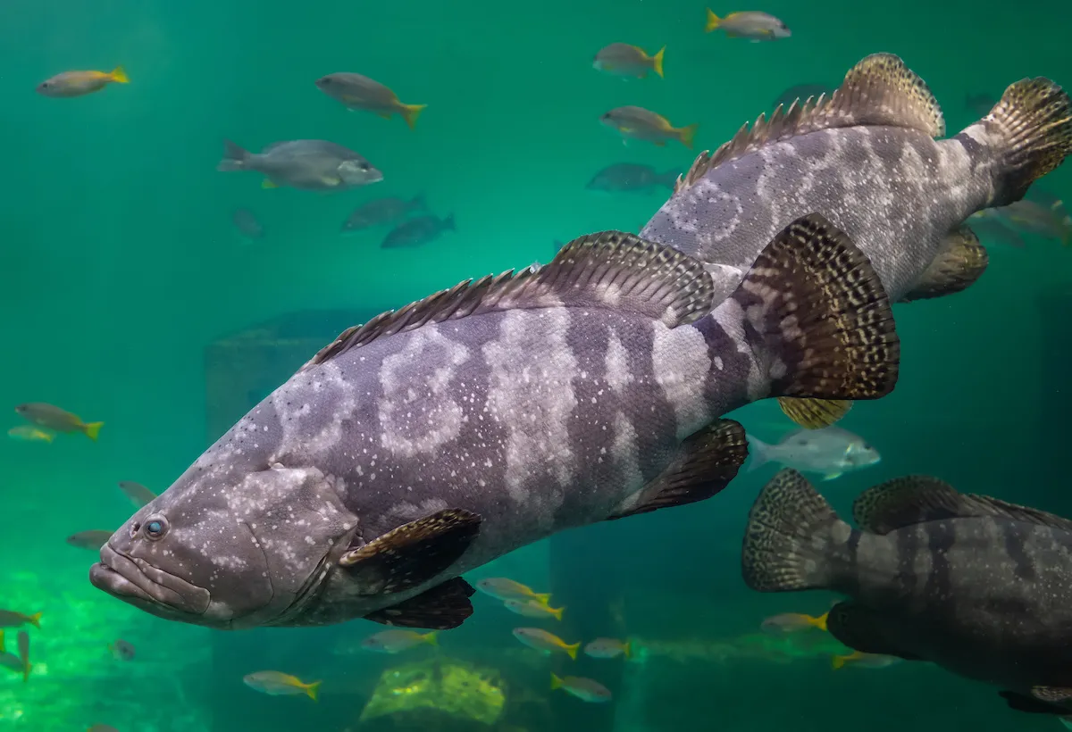 Grouper brand asset featured on crystalriver-sportfishing.com
