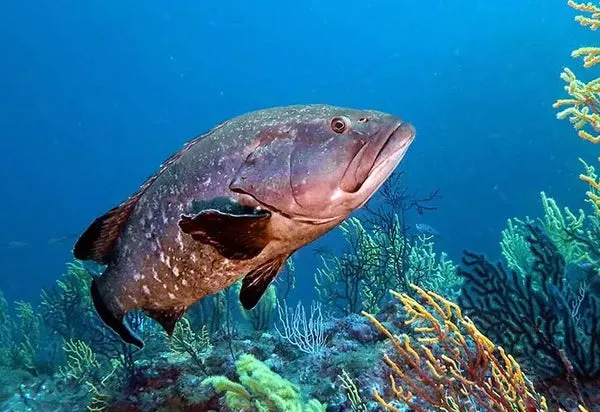Grouper brand asset featured on demonsunglasses.com