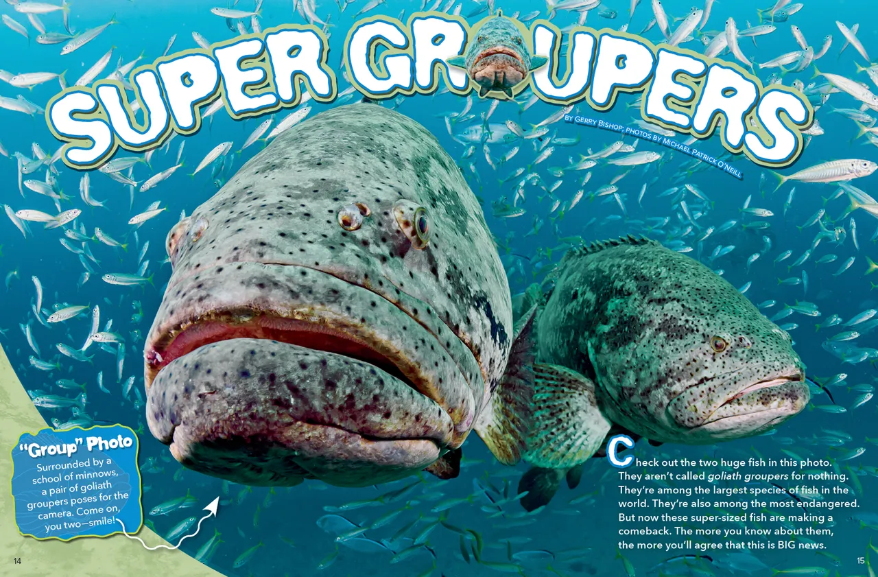 Grouper brand asset featured on rangerrick.org