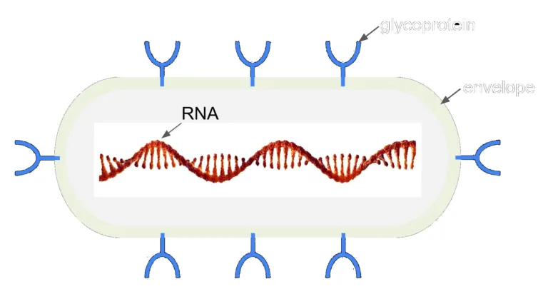 Humane Genomics brand asset featured on humanegenomics.com
