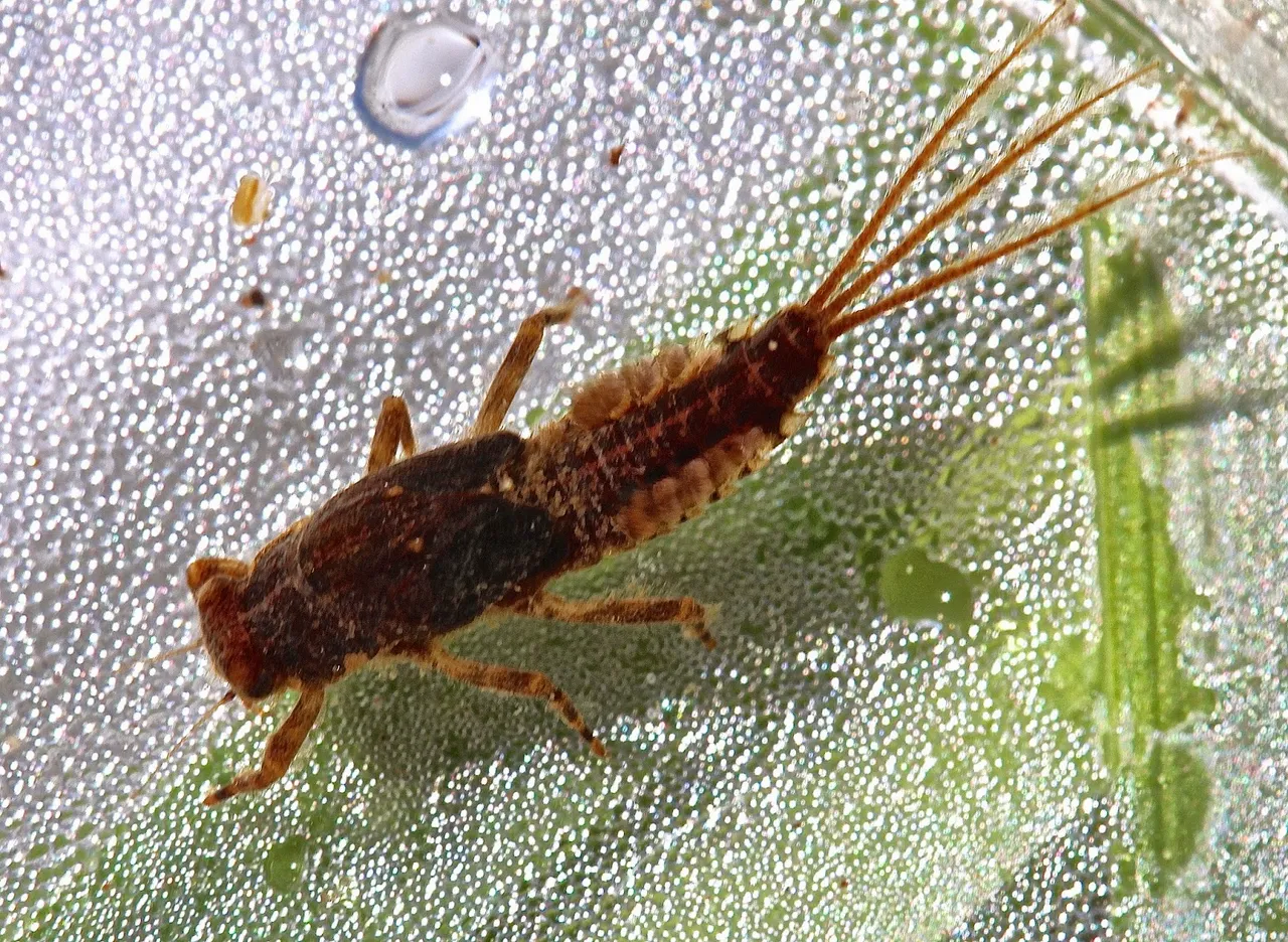 Invaria brand asset featured on aquaticinsectsofcentralvirginia.blogspot.com