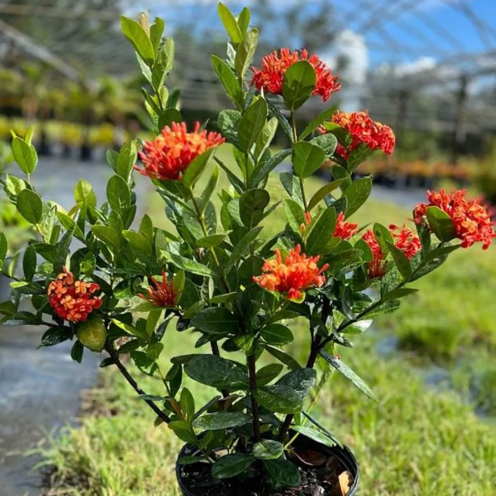 Ixora brand asset featured on plantologyusa.com