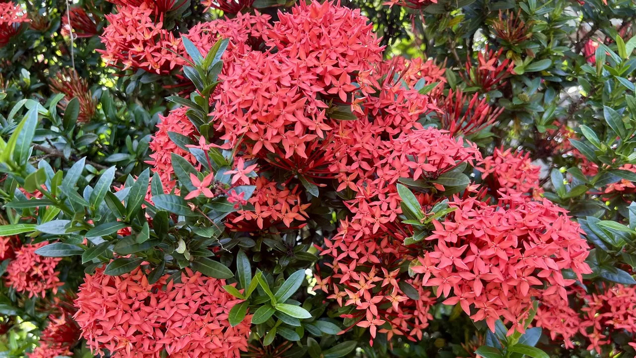 Ixora brand asset featured on homesandgardens.com
