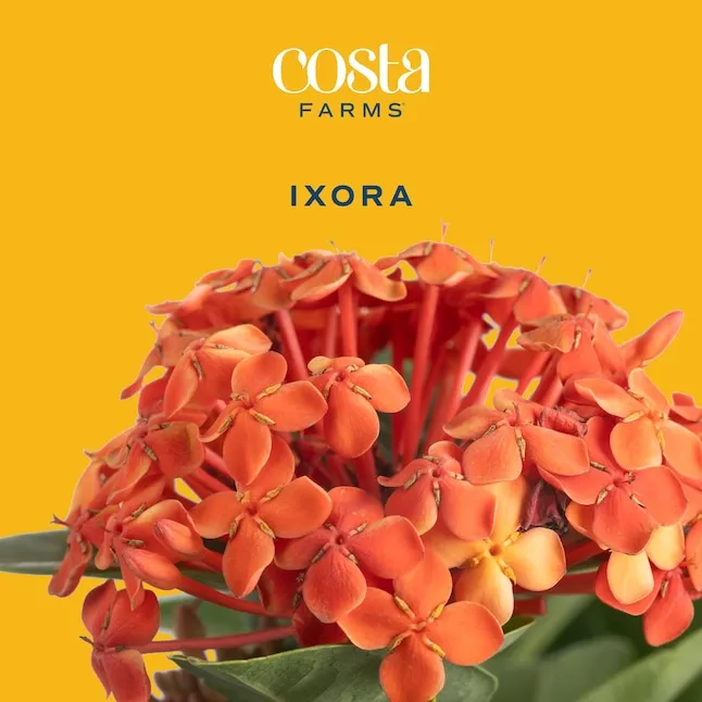 Ixora brand asset featured on lowes.com