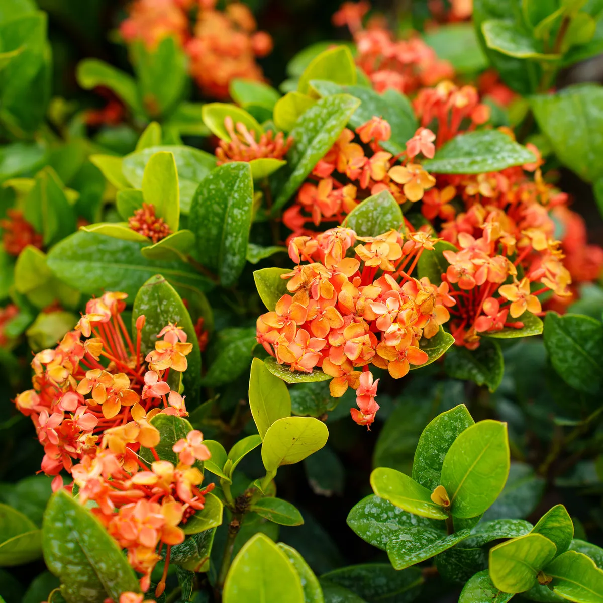 Ixora brand asset featured on plantdetectives.com