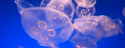 Jellyfish Art brand asset featured on jellyfishart.com