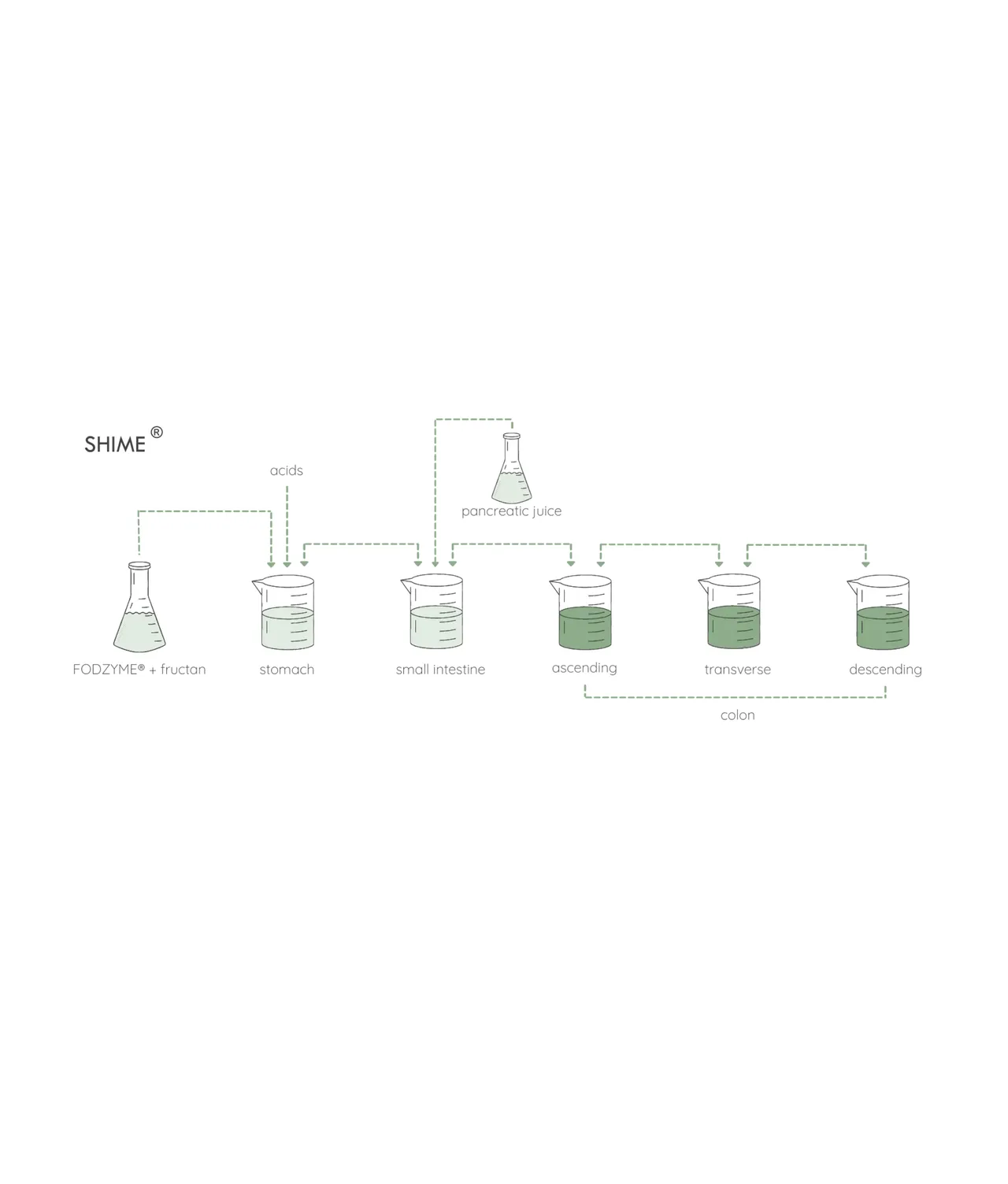 Kiwi Biosciences brand asset featured on partners.fodzyme.com