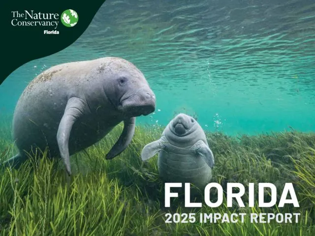 Manatee brand asset featured on nature.org