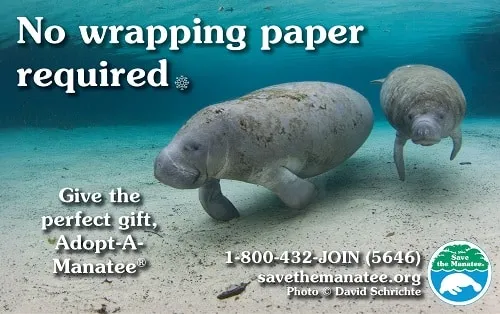 Manatee brand asset featured on savethemanatee.org