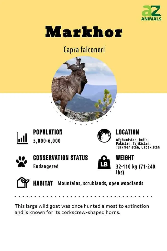 Markhor brand asset featured on a-z-animals.com