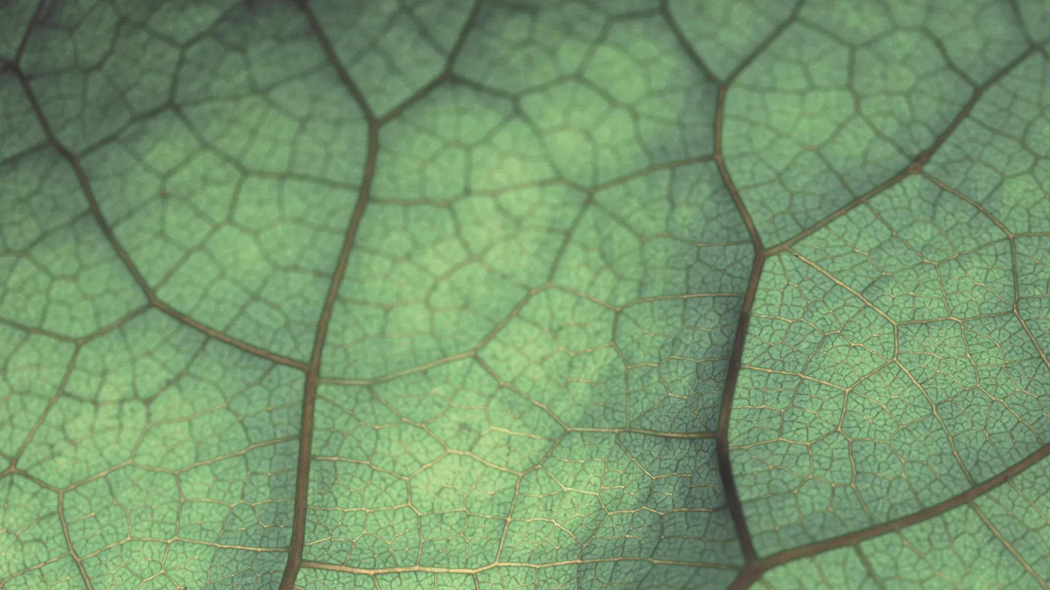 Mindstate Design Labs brand asset featured on mindstate.design