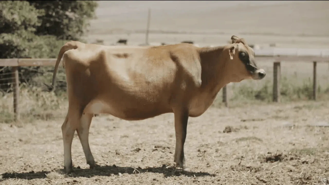 Nexa Labs brand asset featured on nexa.farm