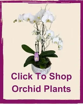 Orchid brand asset featured on modestoexoticflorist.com