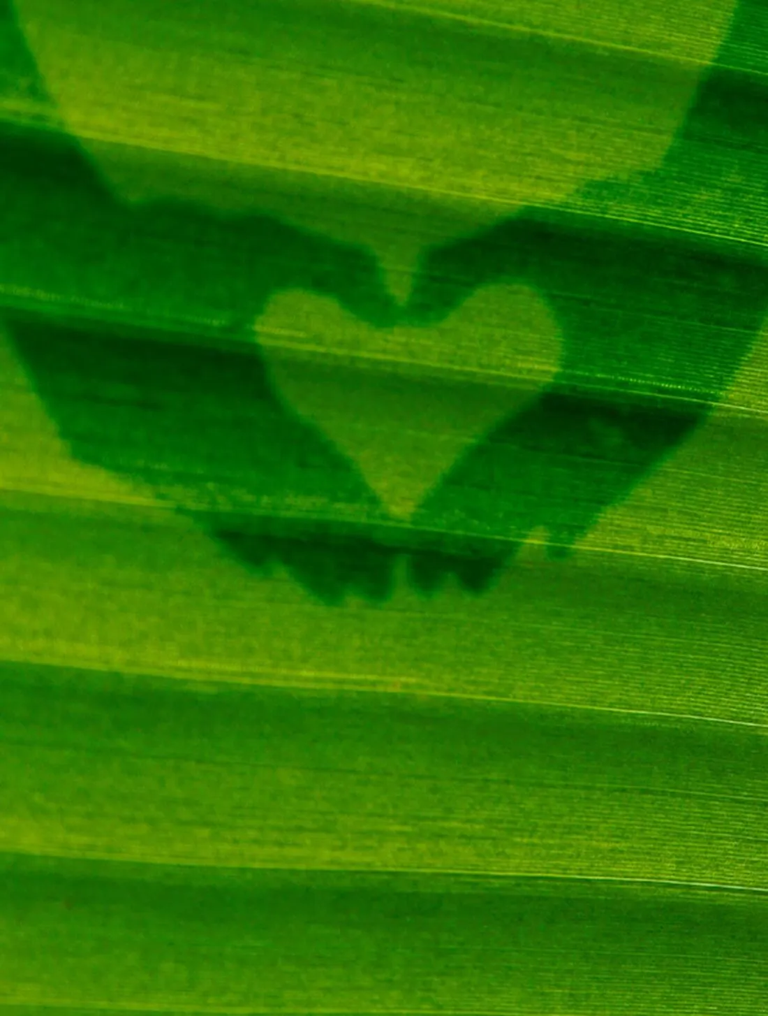 Planet A Foods brand asset featured on planet-a-foods.com