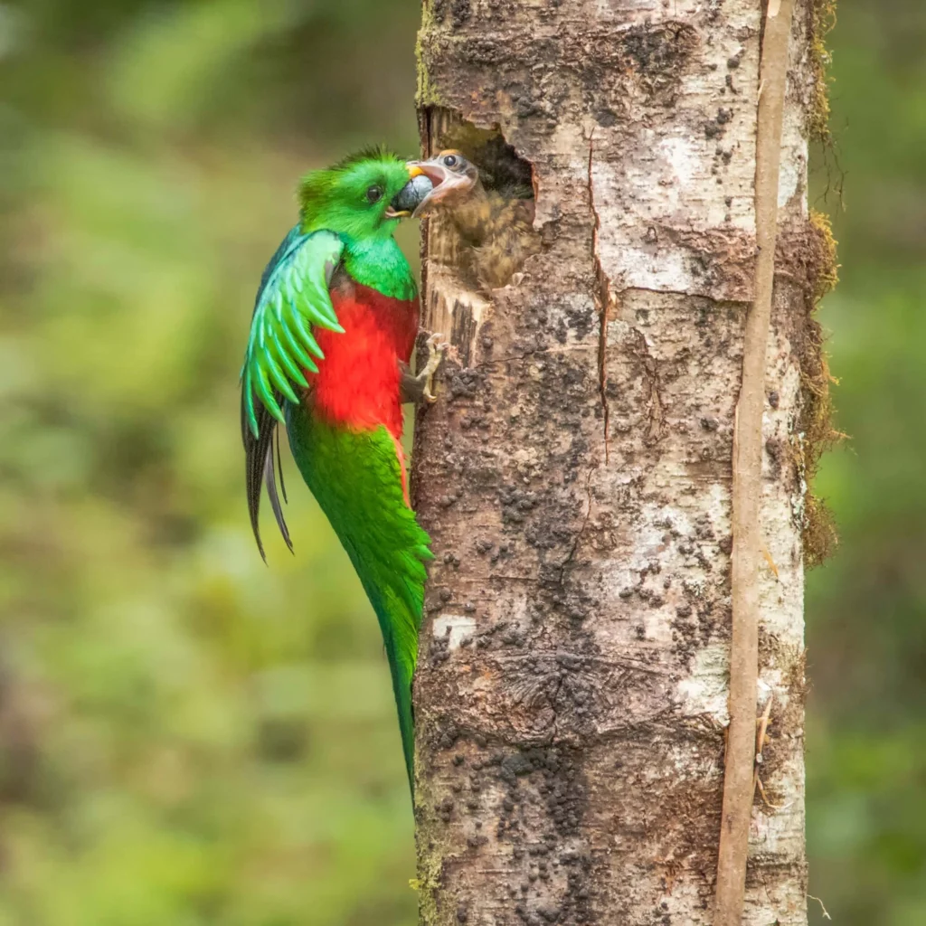 Quetzal brand asset featured on abcbirds.org