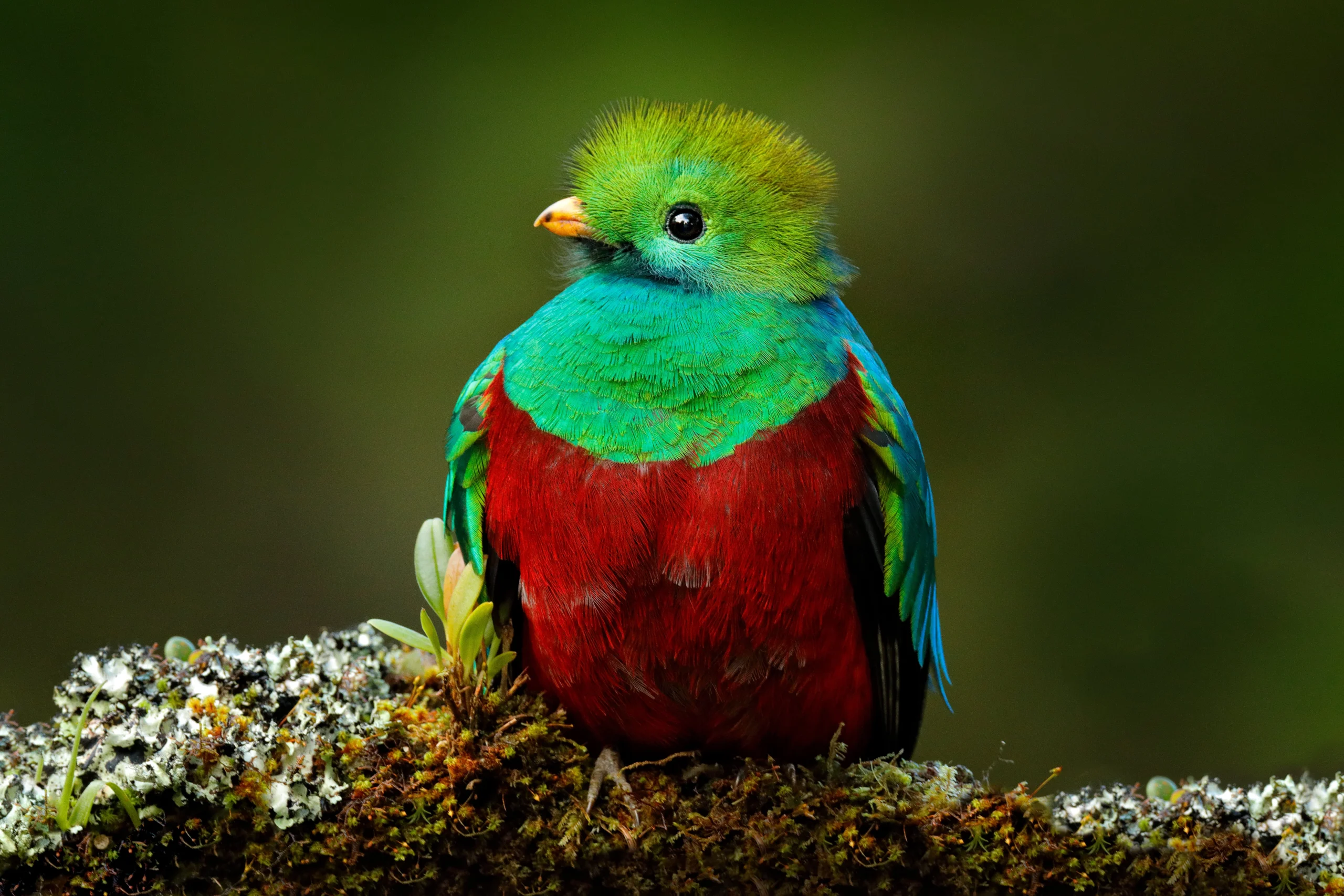 Quetzal brand asset featured on abcbirds.org