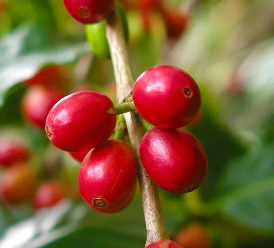 Seva Coffee brand asset featured on sevacoffee.com