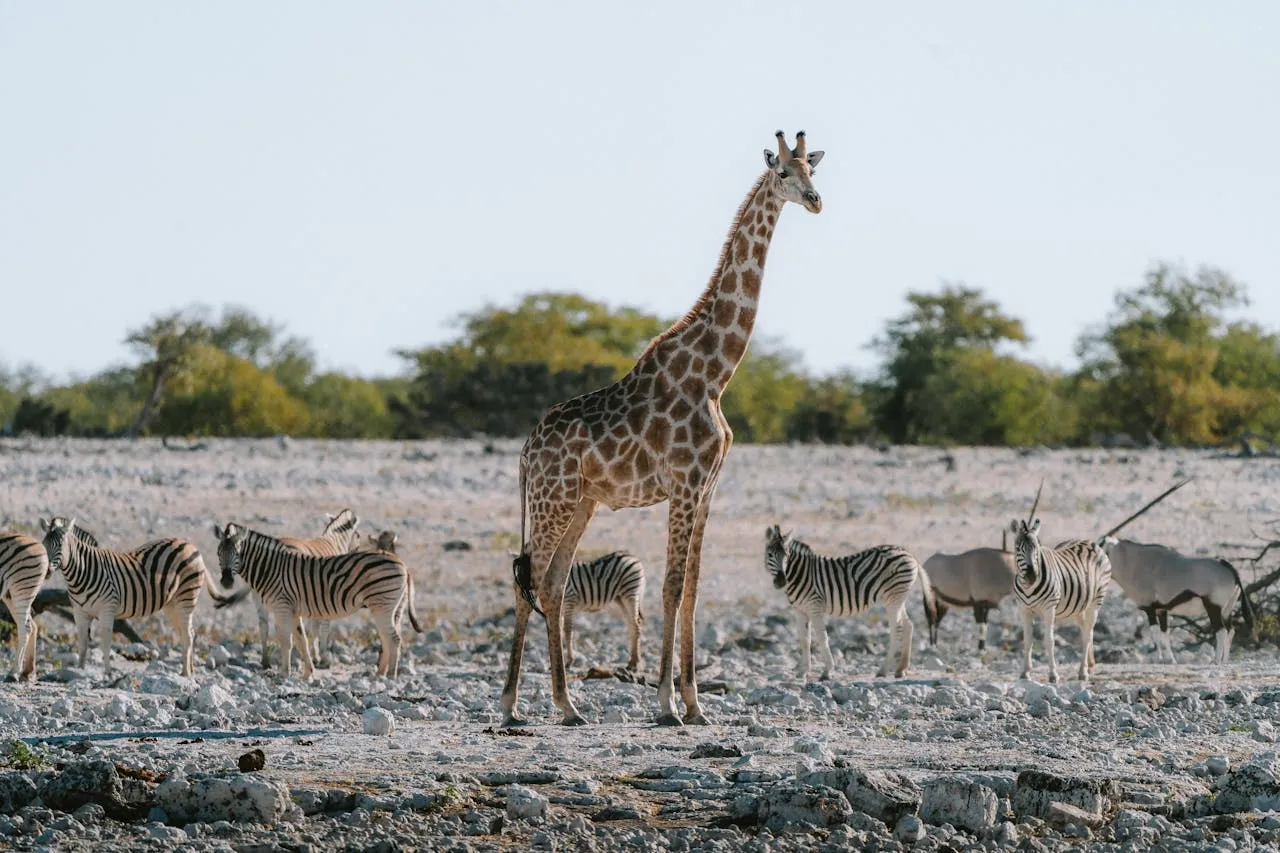 Spring in Africa brand asset featured on joinmytrip.com
