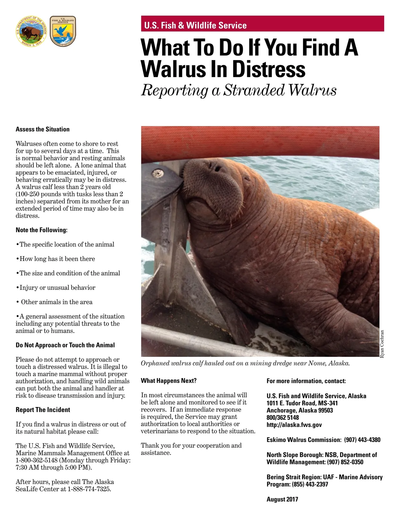 Walrus brand asset featured on eskimowalruscommission.org