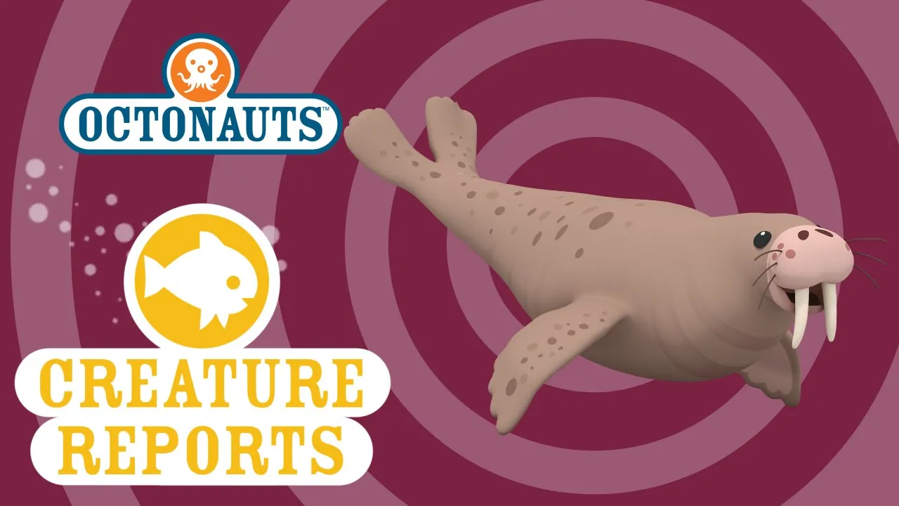 Walrus brand asset featured on youtube.com