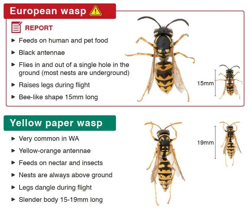 Wasp brand asset featured on cgg.wa.gov.au