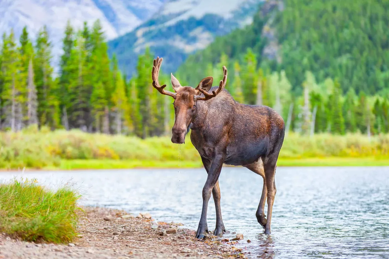 Wild Moose brand asset featured on a-z-animals.com